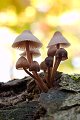  werk aan de muur werkaandemuur herfst autumn automne najaar fall seizoen seizoenen season seasons saison saisons paddenstoelen paddenstoel mushrooms mushroom champignons champignon